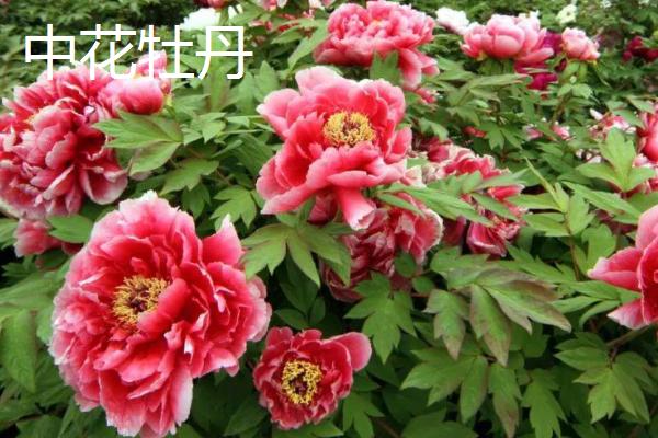 洛阳牡丹几月份开花，分为早花、中花和晚花