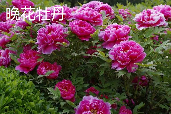 洛阳牡丹几月份开花，分为早花、中花和晚花