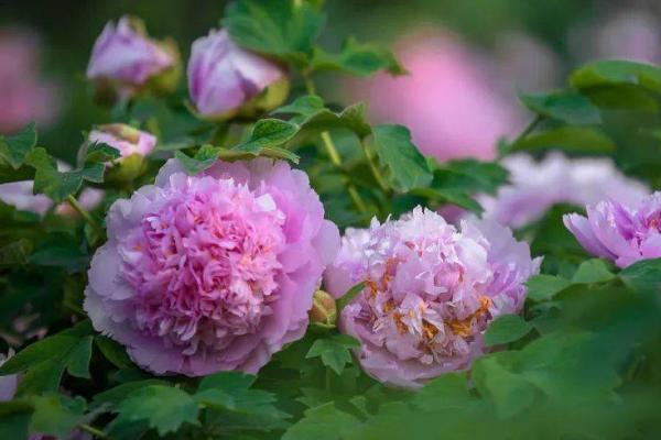 洛阳牡丹几月份开花，分为早花、中花和晚花