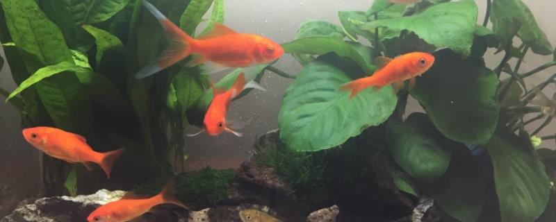 草金鱼10℃以下是否要喂食