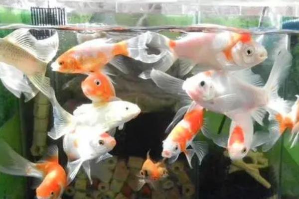 草金鱼10度以下是否要喂食，劣质饲料不可饲喂