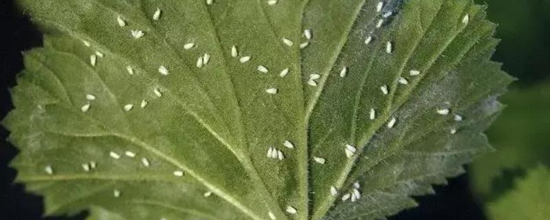 烟粉虱的综合防治措施