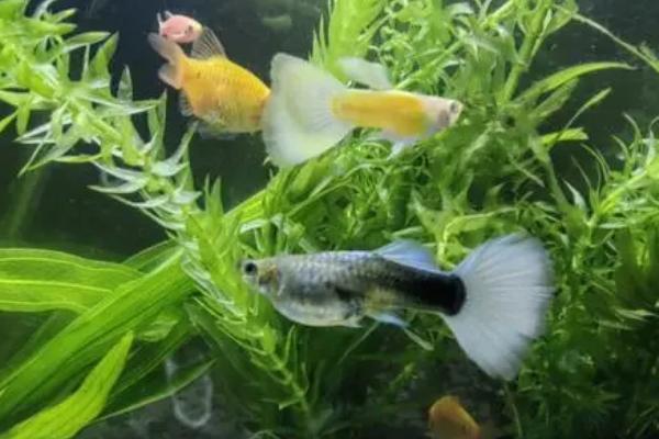 缎带孔雀鱼的来源，属于基因遗传