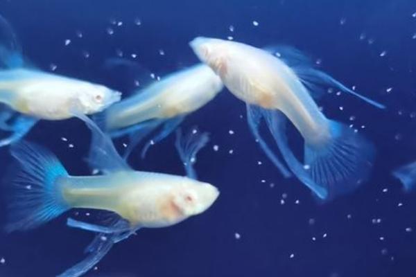 缎带孔雀鱼的来源，属于基因遗传