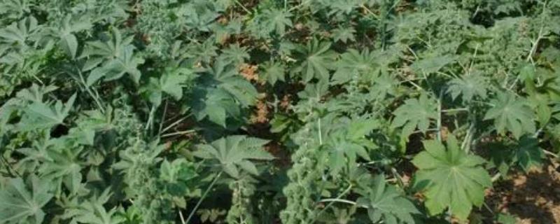 蓖麻的施肥特点