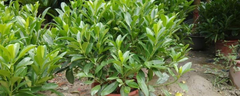 非洲茉莉的盆栽要求