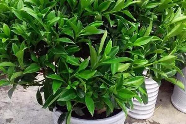 非洲茉莉的盆栽要求，要求水分充足但根部不得积水
