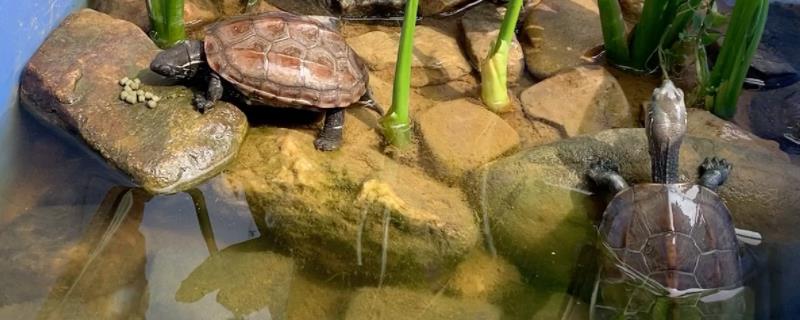 龟缸水很清但有泡沫如何处理