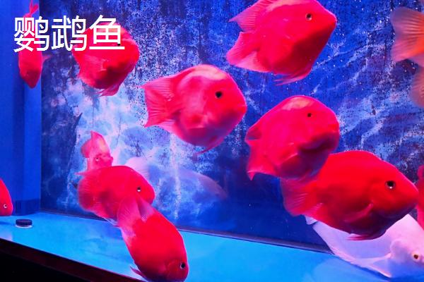 鹦鹉鱼和孔雀鱼能否一起养，混养期间孔雀鱼容易受到攻击