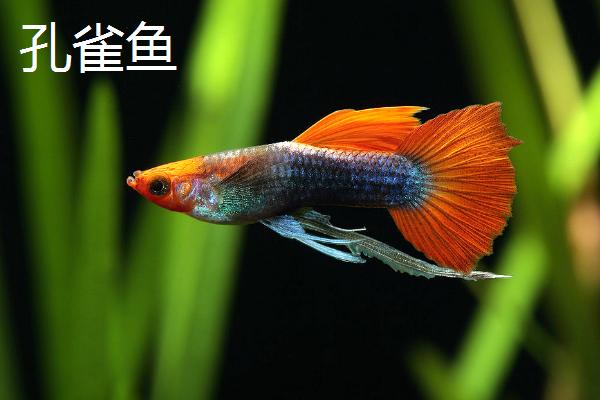 鹦鹉鱼和孔雀鱼能否一起养，混养期间孔雀鱼容易受到攻击