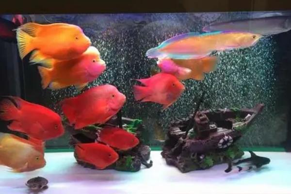 鹦鹉鱼和孔雀鱼能否一起养，混养期间孔雀鱼容易受到攻击