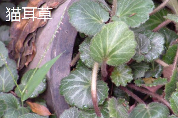 虎耳草与猫耳草的区别，形态特征和科属均不同