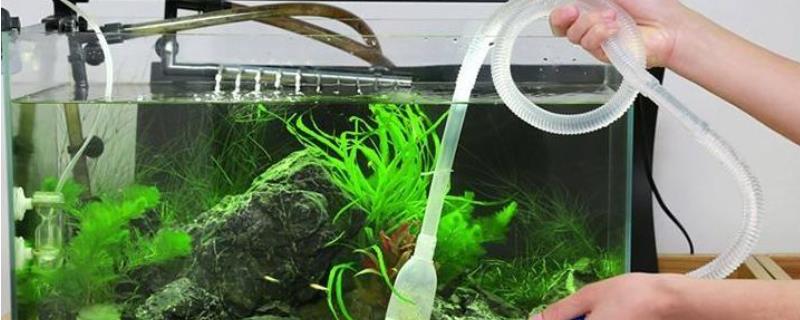 鱼缸换水适合在上午还是下午