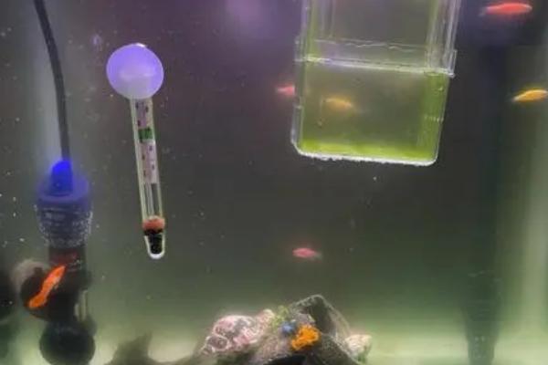 鱼缸换水适合在上午还是下午，下午4点之后再换水会更合适