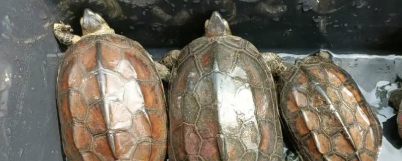 草龟刚出壳几厘米