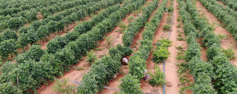 种植葛根适合用什么土壤