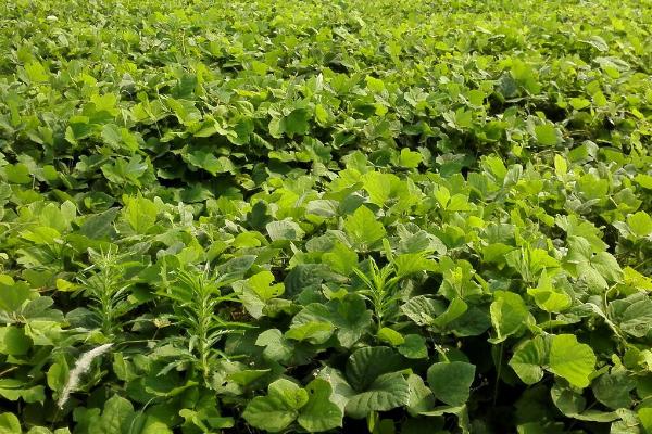 种植葛根适合用什么土壤，排水良好、疏松肥沃的土壤较合适