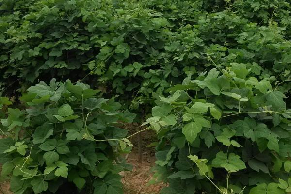 种植葛根适合用什么土壤，排水良好、疏松肥沃的土壤较合适