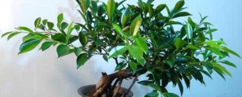 怎么修剪平安树