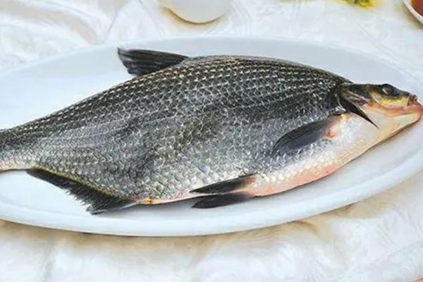武昌鱼有鳞吗，其鳞片比较明显