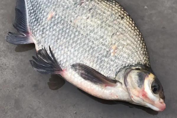 武昌鱼有鳞吗，其鳞片比较明显