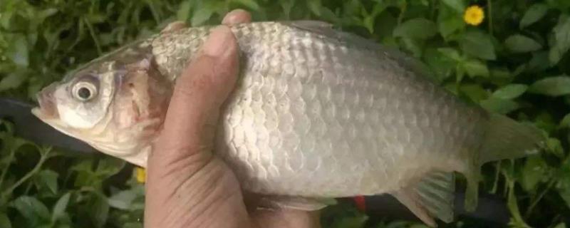 春天钓鲫鱼用什么味型的窝料