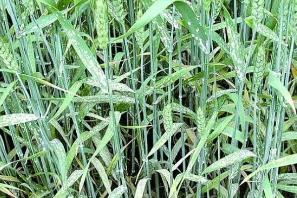 小麦白粉病怎么防治，可喷施三唑酮、烯唑醇等药剂