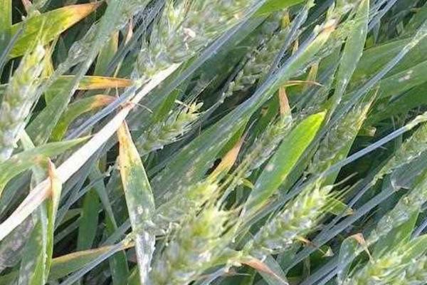 小麦白粉病怎么防治，可喷施三唑酮、烯唑醇等药剂