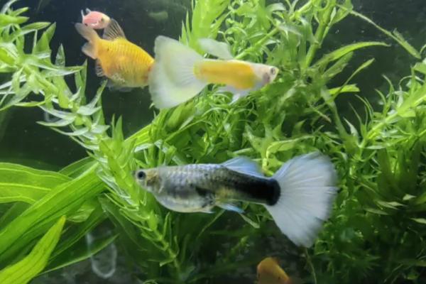 孔雀鱼喂什么食好，活饵、蔬菜和人工鱼粮最好