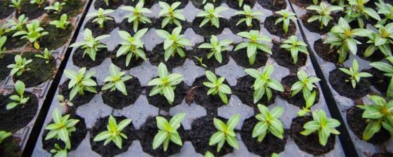 茄果类蔬菜秋冬季节育苗禁忌