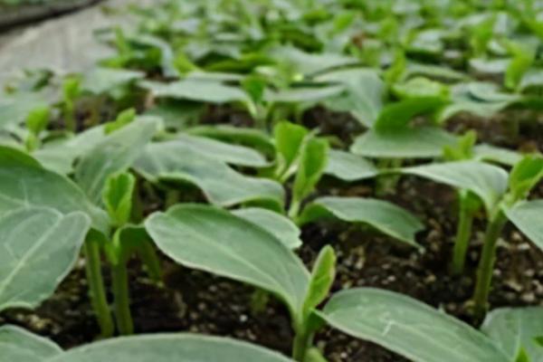 茄果类蔬菜秋冬季节育苗禁忌，苗床湿度不能过大