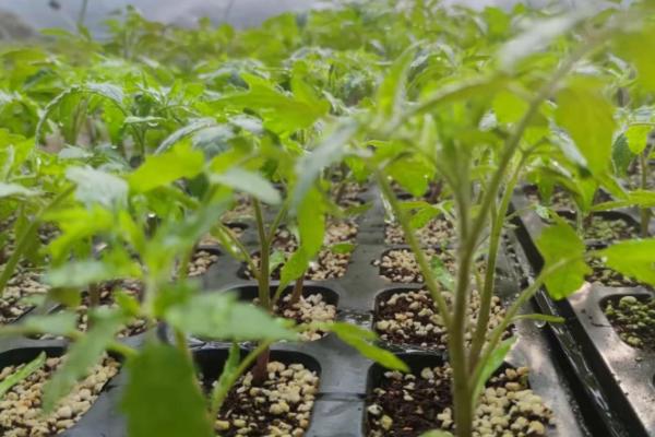 茄果类蔬菜秋冬季节育苗禁忌，苗床湿度不能过大