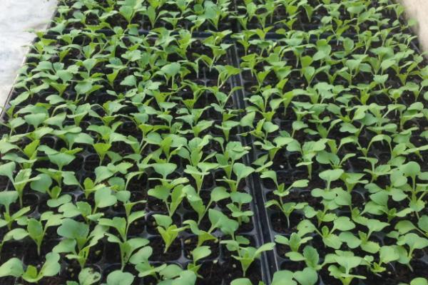 茄果类蔬菜秋冬季节育苗禁忌，苗床湿度不能过大