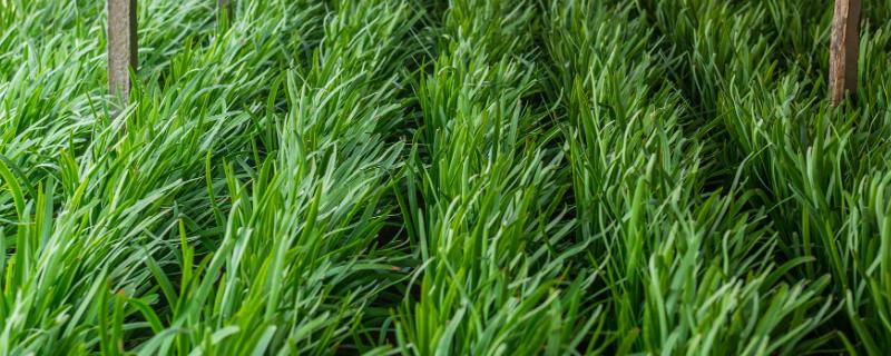 大棚韭菜种植要点