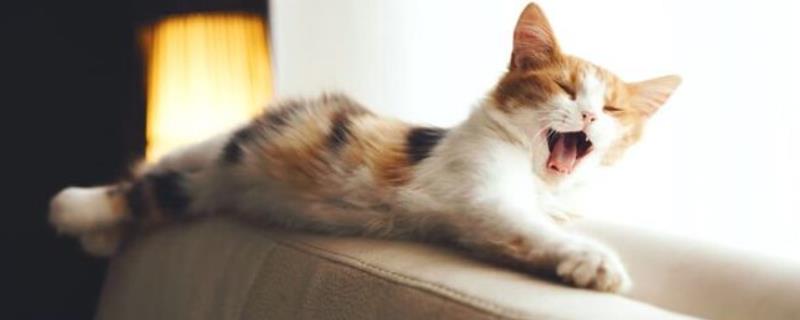 猫咪咳嗽的原因