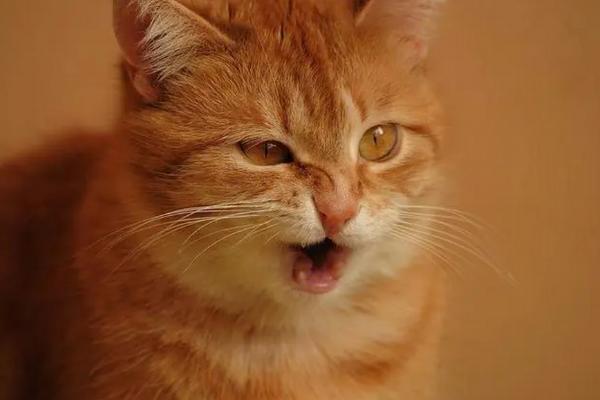 猫咪咳嗽的原因，需分清病理性和非病理性咳嗽