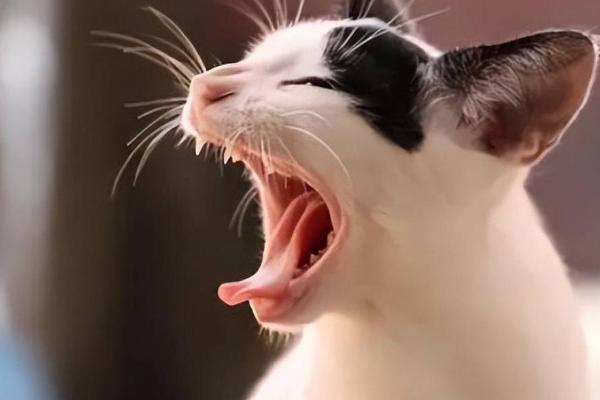 猫咪咳嗽的原因，需分清病理性和非病理性咳嗽
