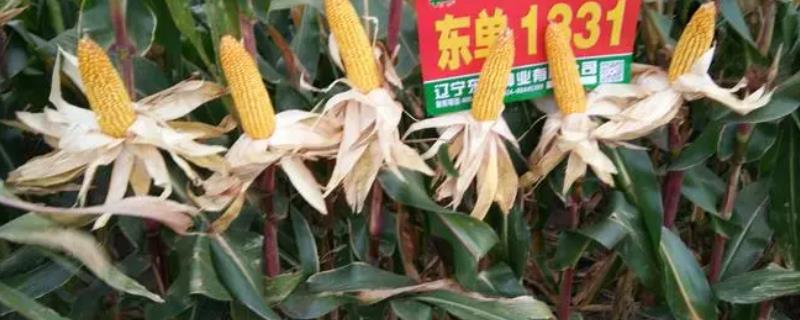 东单1331能不能抗锈病