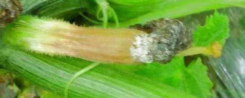 西葫芦绵腐病有什么症状