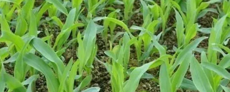 玉米出苗后喷施除草剂有何要求