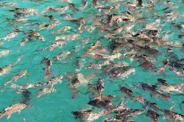鱼塘养鱼要挖多深，适宜深度为2-3米