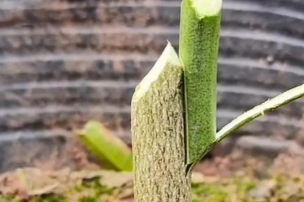 桔子树适合在几月份嫁接，8-9月份是适宜时间