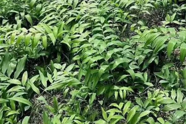 黄精怎么防治病虫害，病害和虫害的防治方法不同