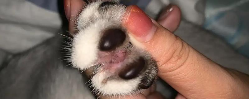 狗狗出现趾间炎的原因