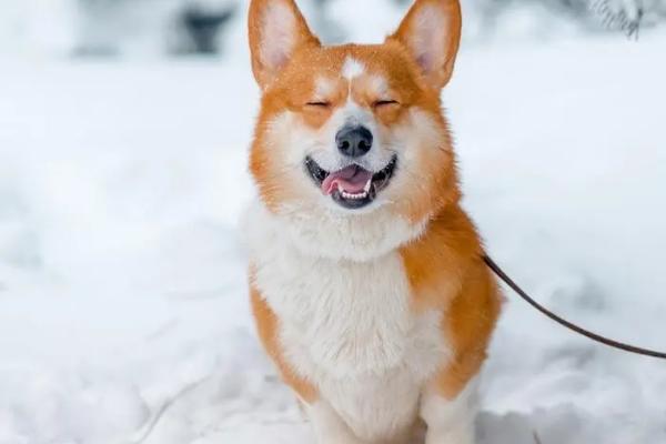 狗狗出现趾间炎的原因，生活环境差容易因感染细菌而发炎