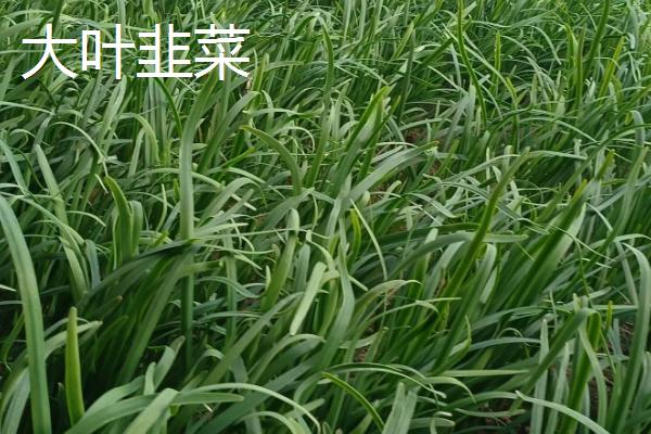 中国有哪些韭菜品种，包括大叶韭菜和细叶韭菜等类型