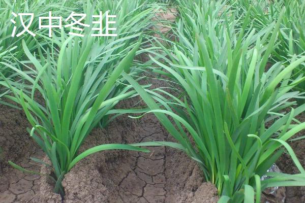 中国有哪些韭菜品种，包括大叶韭菜和细叶韭菜等类型