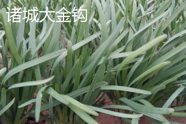 中国有哪些韭菜品种，包括大叶韭菜和细叶韭菜等类型