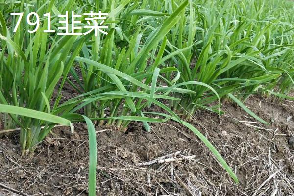 中国有哪些韭菜品种，包括大叶韭菜和细叶韭菜等类型