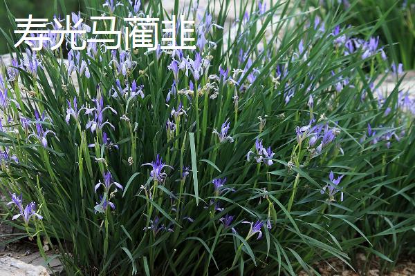 中国有哪些韭菜品种，包括大叶韭菜和细叶韭菜等类型